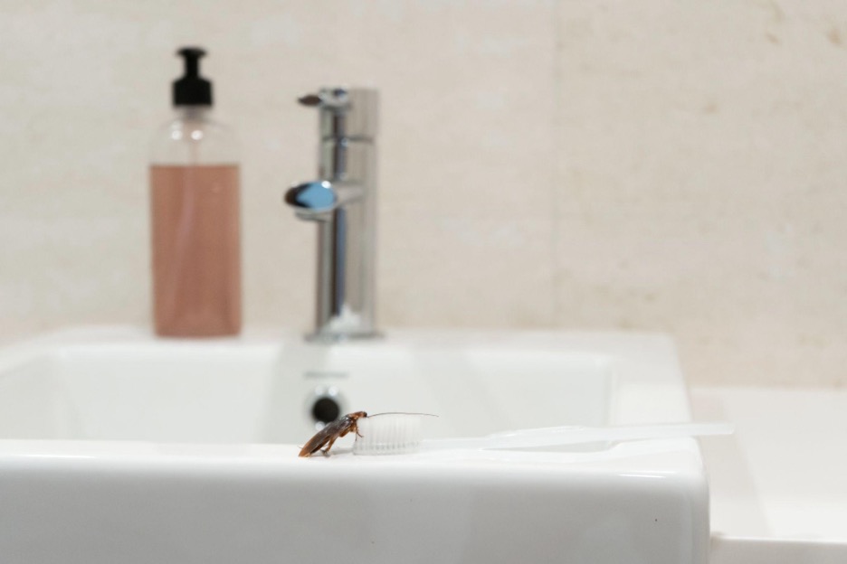 Why Do Roaches Love Bathrooms?