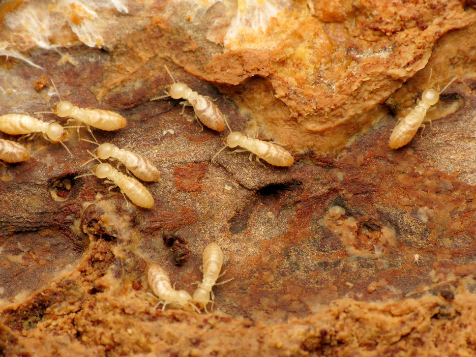 How Long Do Termites Live on Average?