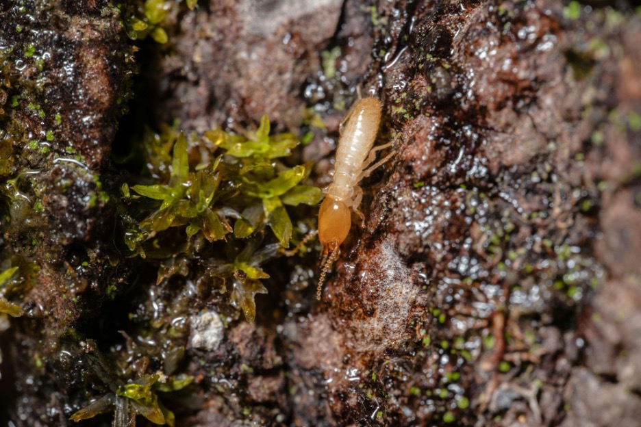 How Termites Build Their Colonies Over Time 