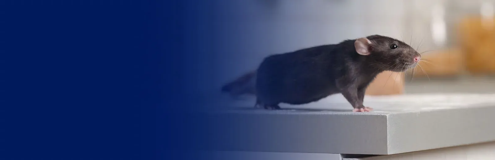 Mouse in kitchen