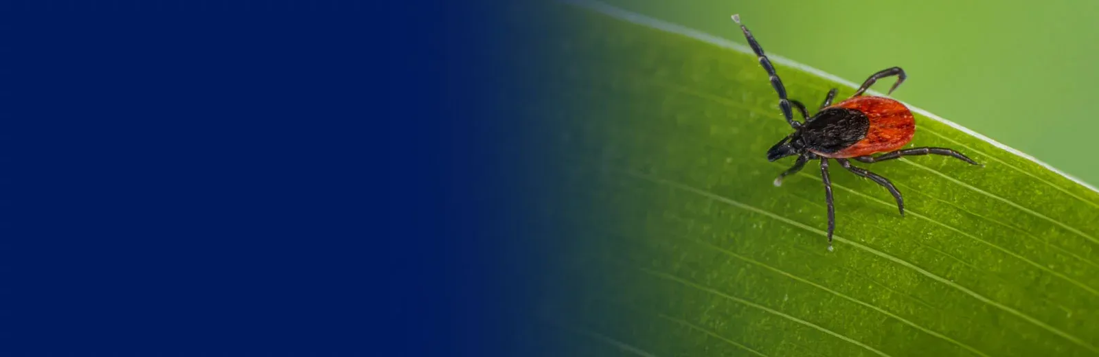 Tick outside on grass