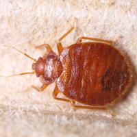 Zoomed-in image of bed bug