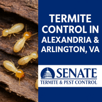 Close-up of termites on damaged wood, representing termite control services in Alexandria and Arlington, VA, offered by Senate Termite & Pest Control.