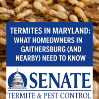 Termites in Maryland, What homeowners in Gaithersburg and nearby need to know