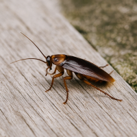 Close-up image of a reddish-brown cockroach on weathered wood, representing cockroach infestations in Virginia Beach, Chesapeake, and Norfolk homes.