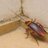 Close-up of an American cockroach in the corner of a tiled floor and wall, representing a common indoor pest problem in Virginia Beach homes.