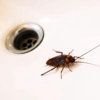 What to Do About Roaches in Your Bathroom