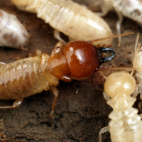 How Long Do Termites Live?