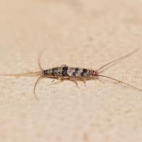 Have silver fish in your bathroom? Call the best pest control company near me. 