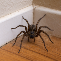 Close-up of a spider in the corner of a residential basement, representing spider infestations treated by Senate Pest Control in Maryland and Northern Virginia homes.