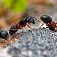 Ants on dirt mound