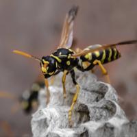 Hornet on paper nest