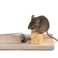 Mouse on mousetrap