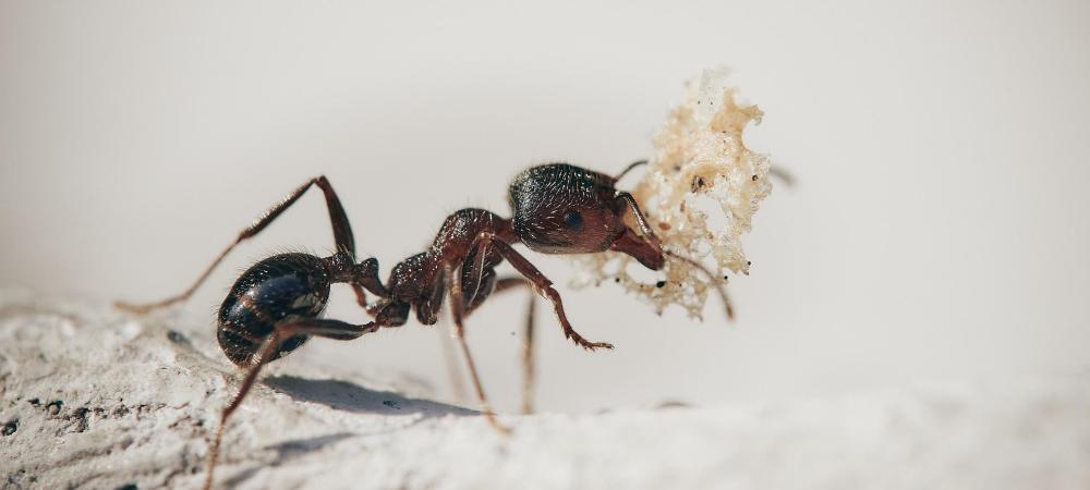 Ant Crawling on Dry Ground