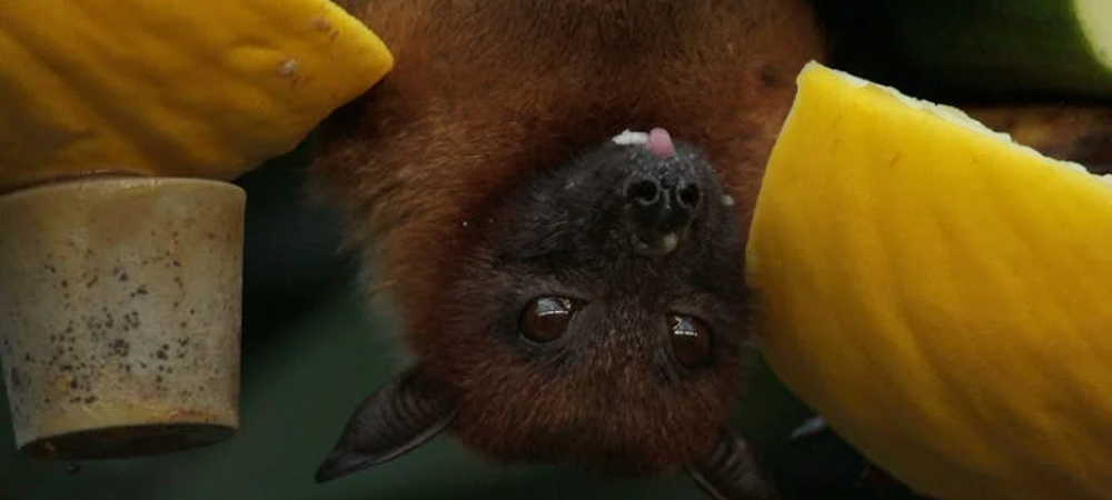 Bat Droppings vs. Rat Droppings: How to Spot the Differences