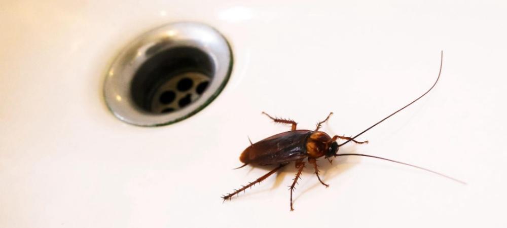 What to Do About Roaches in Your Bathroom