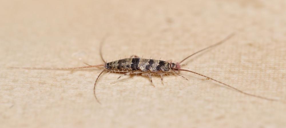 Have silver fish in your bathroom? Call the best pest control company near me. 