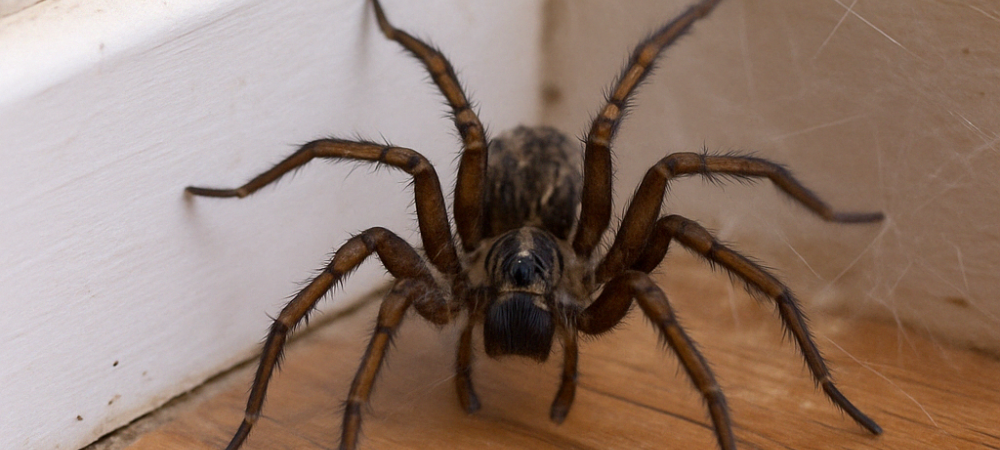 Close-up of a spider in the corner of a residential basement, representing spider infestations treated by Senate Pest Control in Maryland and Northern Virginia homes.