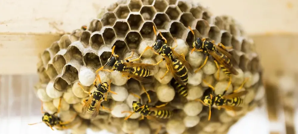 Wasp Nest With Yellow Jackets Crawling Around