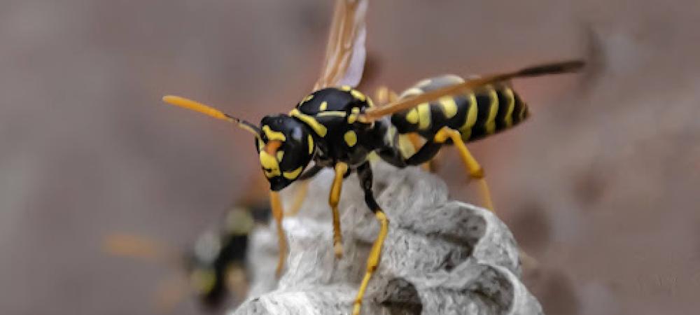 Hornet on paper nest