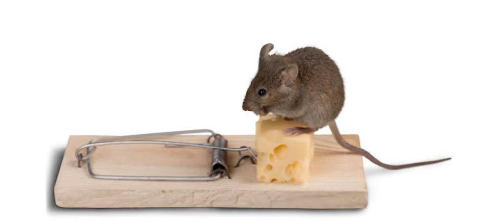 Mouse on mousetrap